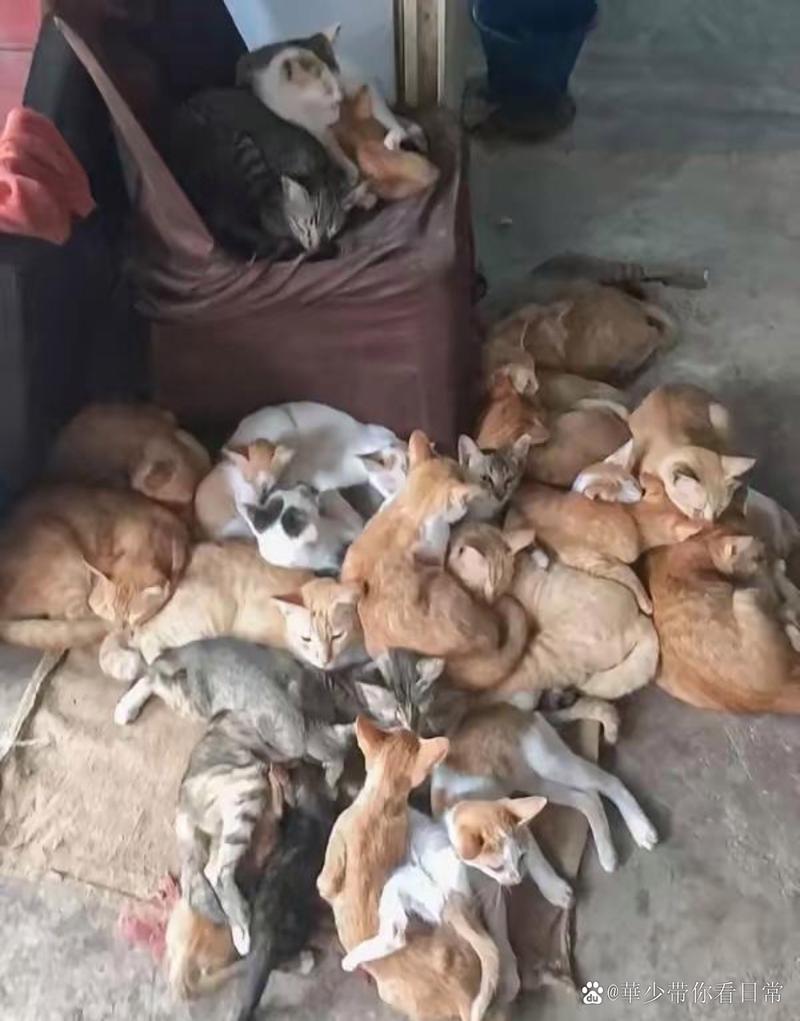 猫咪一次能生几只小猫_猫一次性能生几个宝宝-第3张图片-后鲨宠物 猫咪一次能生几只小猫_猫一次性能生几个宝宝-第3张图片-后鲨宠物