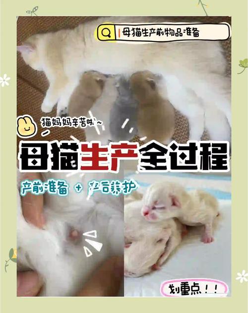 猫咪一次能生几只小猫_猫一次性能生几个宝宝-第5张图片-后鲨宠物 猫咪一次能生几只小猫_猫一次性能生几个宝宝-第5张图片-后鲨宠物