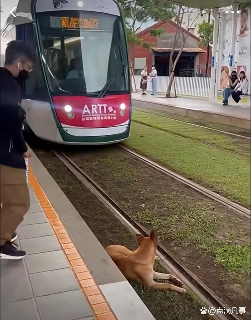 怎么带狗狗坐火车_带小狗怎么坐火车-第5张图片-后鲨宠物 怎么带狗狗坐火车_带小狗怎么坐火车-第5张图片-后鲨宠物