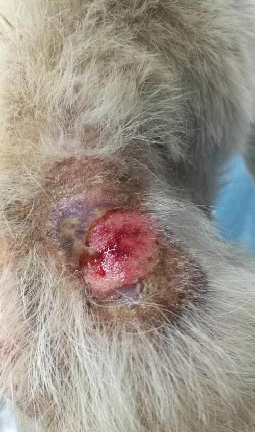 狗狗得了血虫病的症状_狗狗血虫病严重吗-第1张图片-后鲨宠物 狗狗得了血虫病的症状_狗狗血虫病严重吗-第1张图片-后鲨宠物