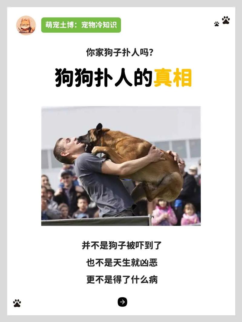 狗狗扑人该怎么训,如何改掉狗狗扑人的毛病-第1张图片-后鲨宠物 狗狗扑人该怎么训,如何改掉狗狗扑人的毛病-第1张图片-后鲨宠物