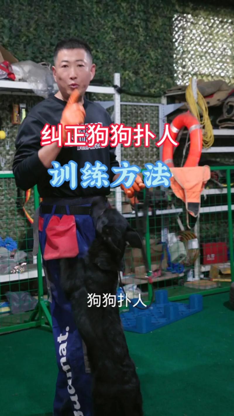 狗狗扑人该怎么训,如何改掉狗狗扑人的毛病-第2张图片-后鲨宠物 狗狗扑人该怎么训,如何改掉狗狗扑人的毛病-第2张图片-后鲨宠物