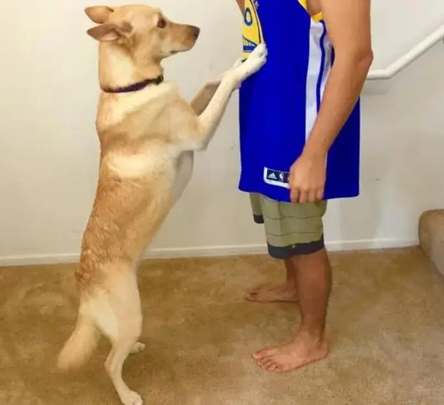 狗狗扑人该怎么训,如何改掉狗狗扑人的毛病-第3张图片-后鲨宠物 狗狗扑人该怎么训,如何改掉狗狗扑人的毛病-第3张图片-后鲨宠物