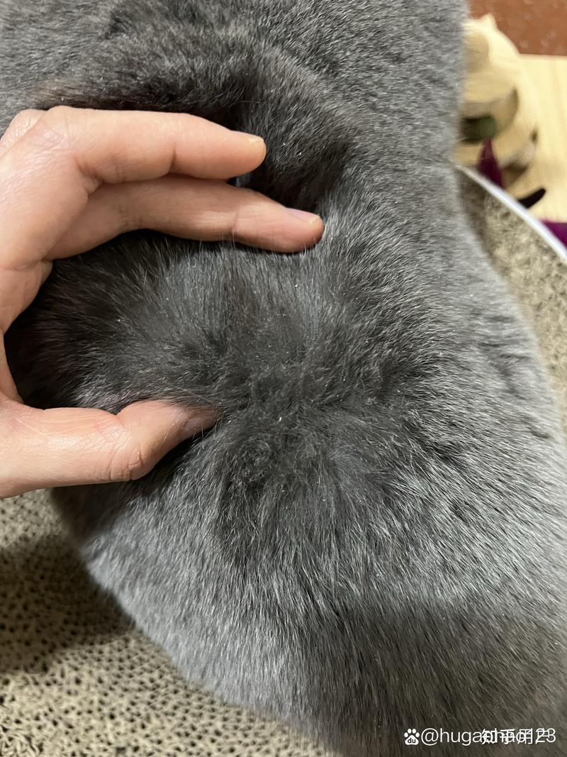 猫咪绦虫长什么样_猫咪绦虫长什么样子-第1张图片-后鲨宠物