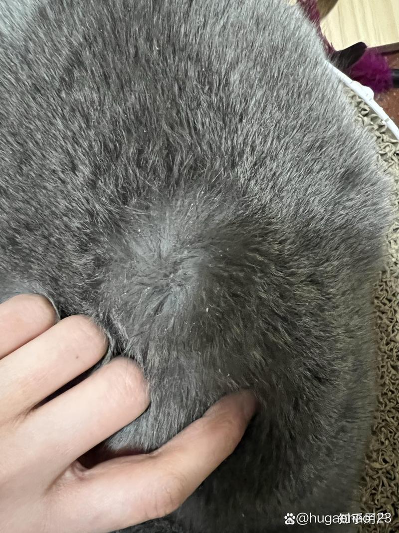 猫咪绦虫长什么样_猫咪绦虫长什么样子-第2张图片-后鲨宠物