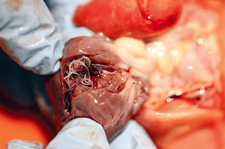 猫咪绦虫长什么样_猫咪绦虫长什么样子-第3张图片-后鲨宠物