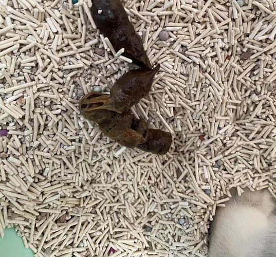 猫咪绦虫长什么样_猫咪绦虫长什么样子-第4张图片-后鲨宠物