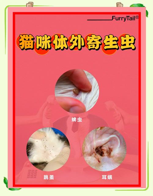 猫咪绦虫长什么样_猫咪绦虫长什么样子-第5张图片-后鲨宠物