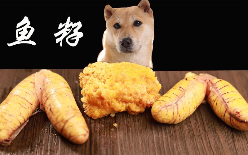 狗狗能吃鱼籽吗,狗狗能吃鱼籽吗?-第5张图片-后鲨宠物 狗狗能吃鱼籽吗,狗狗能吃鱼籽吗?-第5张图片-后鲨宠物