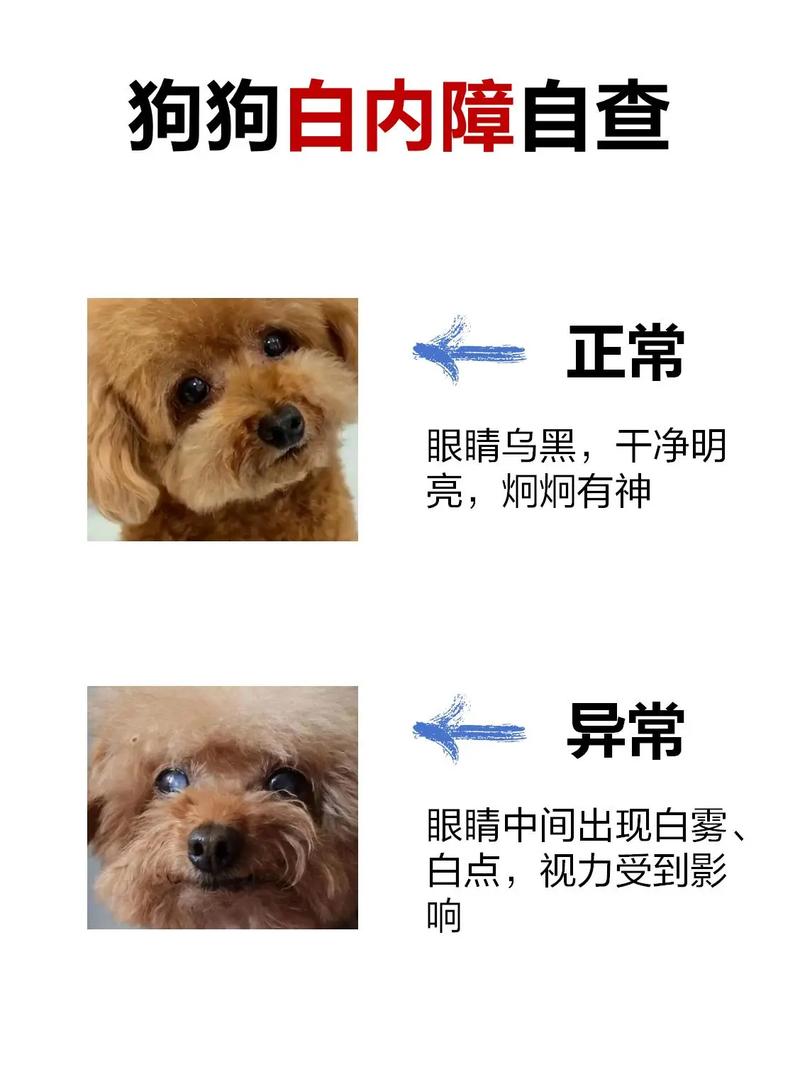 狗狗白内障怎么办,狗狗白内障怎么办啊?-第1张图片-后鲨宠物 狗狗白内障怎么办,狗狗白内障怎么办啊?-第1张图片-后鲨宠物