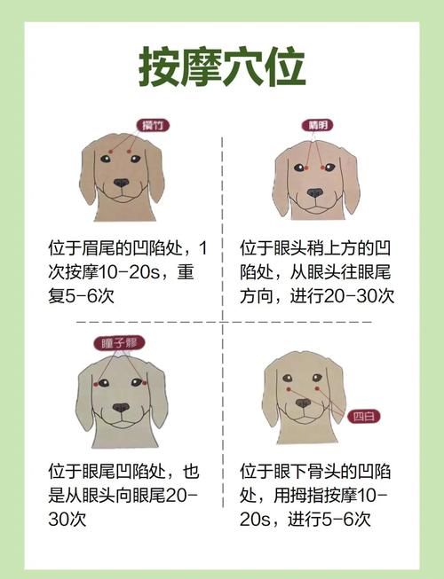 狗狗白内障怎么办,狗狗白内障怎么办啊?-第5张图片-后鲨宠物 狗狗白内障怎么办,狗狗白内障怎么办啊?-第5张图片-后鲨宠物