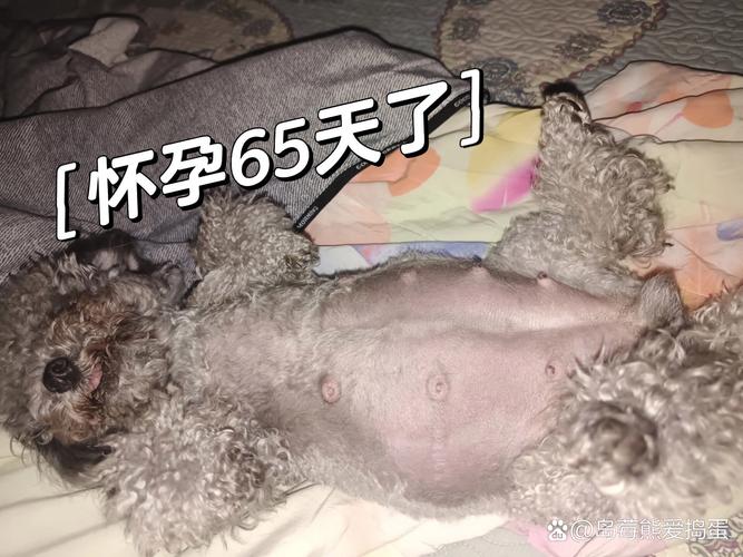 怎么知道狗狗怀孕没,怎么判断狗狗怀孕没有-第5张图片-后鲨宠物 怎么知道狗狗怀孕没,怎么判断狗狗怀孕没有-第5张图片-后鲨宠物