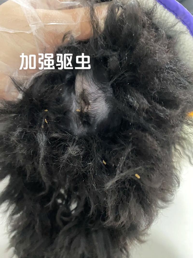 狗狗身上有虫卵怎么办,狗狗身上都是虫卵怎么办呀?-第3张图片-后鲨宠物 狗狗身上有虫卵怎么办,狗狗身上都是虫卵怎么办呀?-第3张图片-后鲨宠物