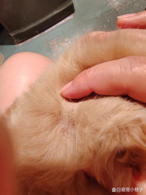 狗狗身上有虫卵怎么办,狗狗身上都是虫卵怎么办呀?-第4张图片-后鲨宠物 狗狗身上有虫卵怎么办,狗狗身上都是虫卵怎么办呀?-第4张图片-后鲨宠物