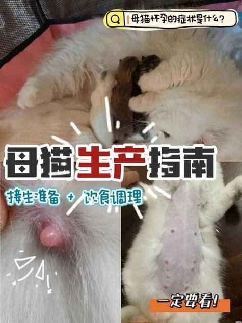 猫咪生产需要多长时间_猫咪生产需要多长时间?-第4张图片-后鲨宠物 猫咪生产需要多长时间_猫咪生产需要多长时间?-第4张图片-后鲨宠物
