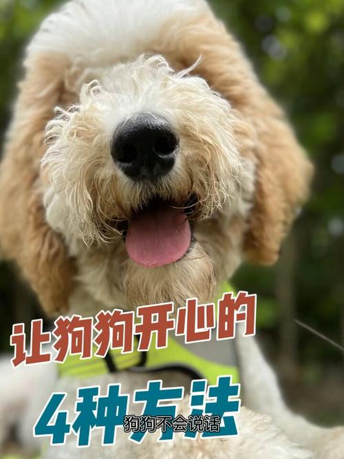 怎样让狗狗开心,怎样让狗狗开心起来-第6张图片-后鲨宠物 怎样让狗狗开心,怎样让狗狗开心起来-第6张图片-后鲨宠物