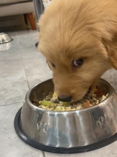 两个月大的狗狗吃什么,两个月大的狗狗吃什么水果?-第3张图片-后鲨宠物 两个月大的狗狗吃什么,两个月大的狗狗吃什么水果?-第3张图片-后鲨宠物