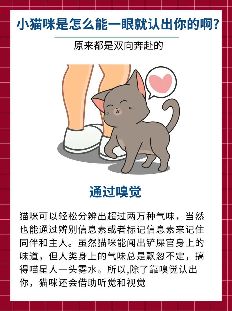 猫猫认主人吗_猫咪认主人还是认家-第1张图片-后鲨宠物 猫猫认主人吗_猫咪认主人还是认家-第1张图片-后鲨宠物