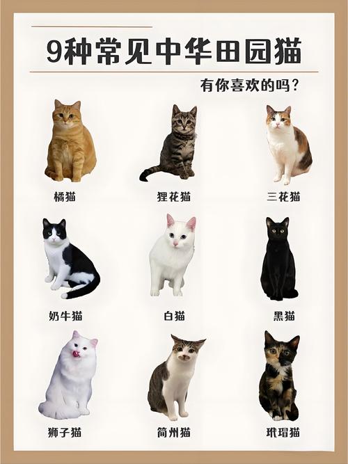 猫猫认主人吗_猫咪认主人还是认家-第3张图片-后鲨宠物 猫猫认主人吗_猫咪认主人还是认家-第3张图片-后鲨宠物