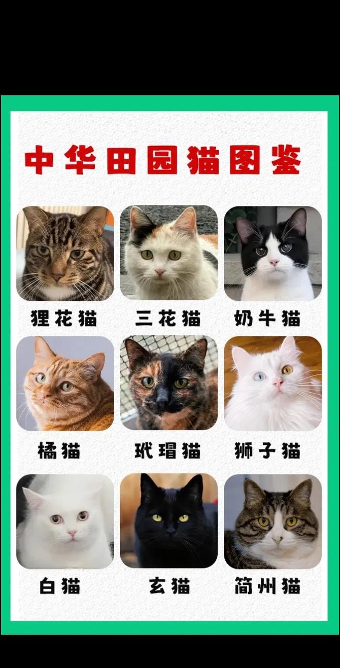 猫猫认主人吗_猫咪认主人还是认家-第4张图片-后鲨宠物 猫猫认主人吗_猫咪认主人还是认家-第4张图片-后鲨宠物