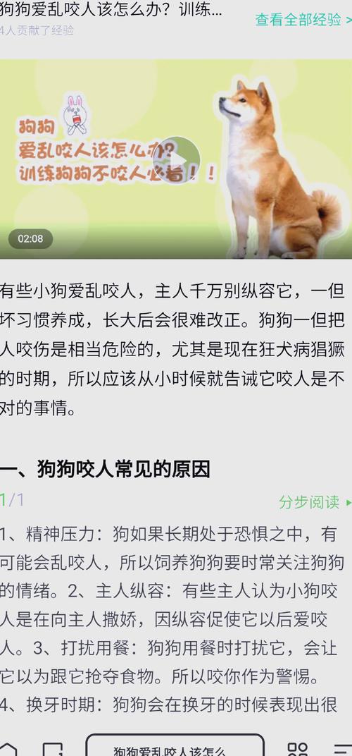 狗狗到处咬东西怎么办,小狗狗到处咬东西-第5张图片-后鲨宠物 狗狗到处咬东西怎么办,小狗狗到处咬东西-第5张图片-后鲨宠物