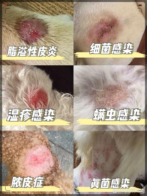 狗狗可以用红霉素软膏吗,狗狗可以用红霉素软膏吗有毒吗-第4张图片-后鲨宠物 狗狗可以用红霉素软膏吗,狗狗可以用红霉素软膏吗有毒吗-第4张图片-后鲨宠物