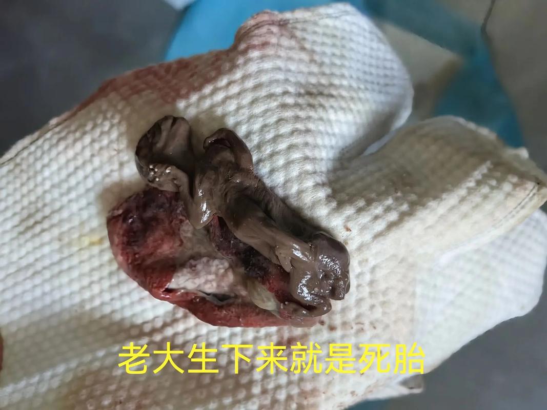 猫咪早产怎么办_猫早产是多少天-第3张图片-后鲨宠物 猫咪早产怎么办_猫早产是多少天-第3张图片-后鲨宠物