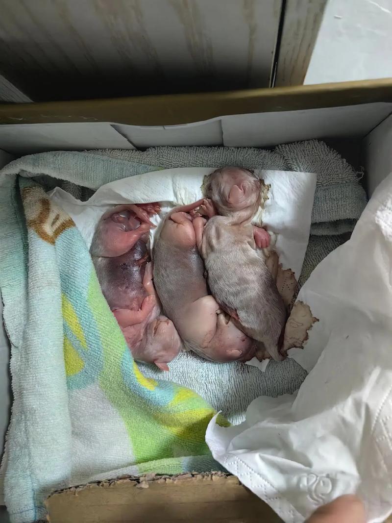 猫咪早产怎么办_猫早产是多少天-第5张图片-后鲨宠物 猫咪早产怎么办_猫早产是多少天-第5张图片-后鲨宠物