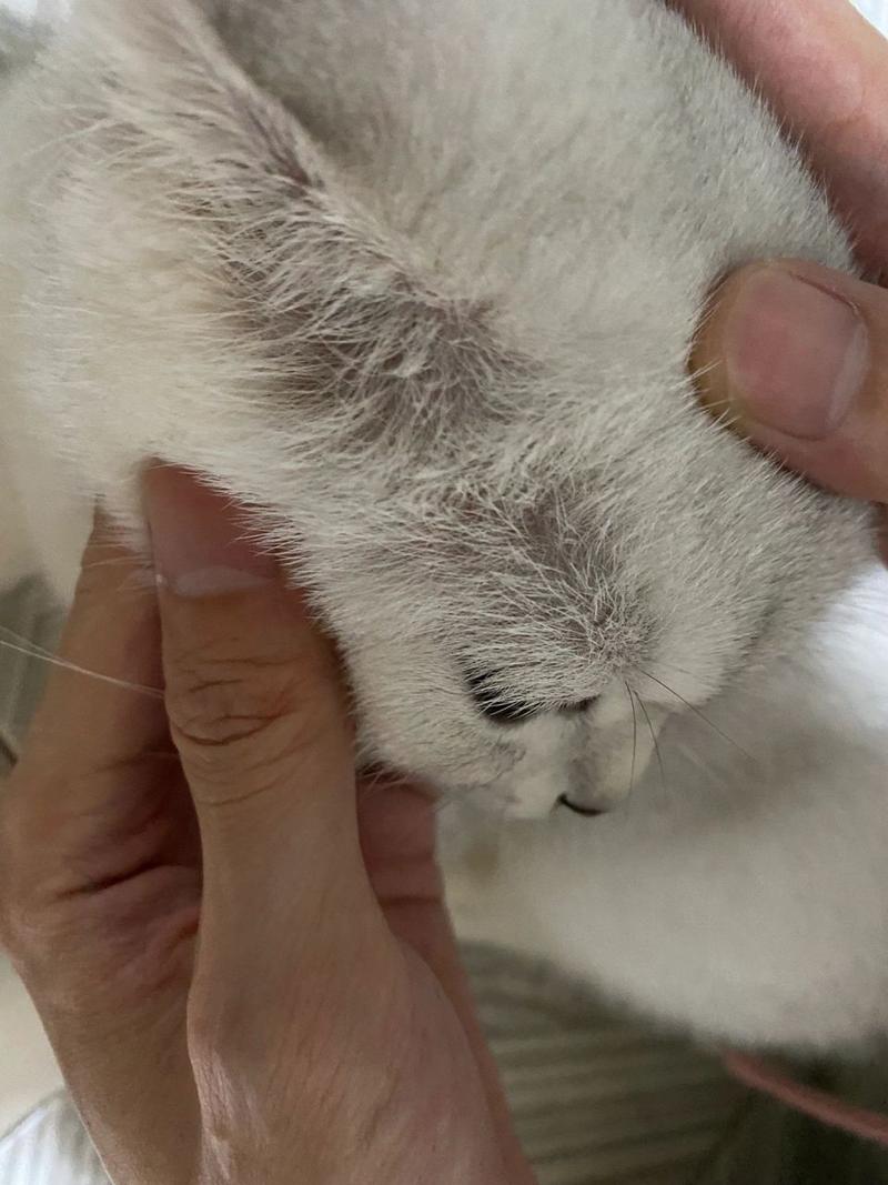 猫咪眼睛上面的毛秃了,猫咪眼睛上面的毛秃了有红点?-第1张图片-后鲨宠物 猫咪眼睛上面的毛秃了,猫咪眼睛上面的毛秃了有红点?-第1张图片-后鲨宠物