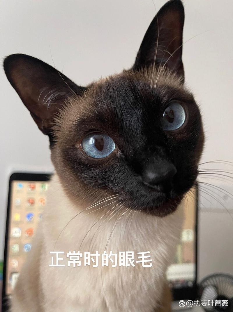 猫咪眼睛上面的毛秃了,猫咪眼睛上面的毛秃了有红点?-第3张图片-后鲨宠物 猫咪眼睛上面的毛秃了,猫咪眼睛上面的毛秃了有红点?-第3张图片-后鲨宠物