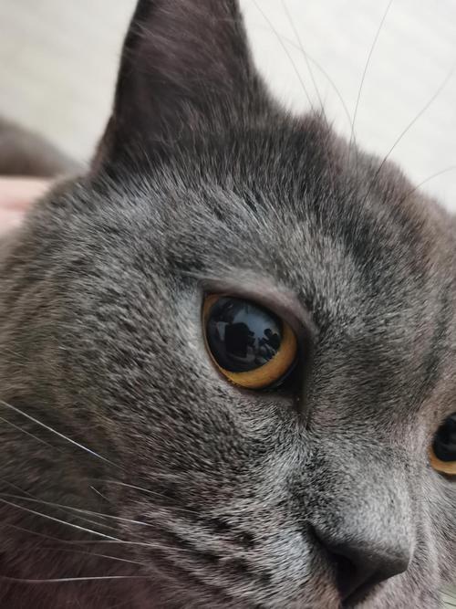 猫咪眼睛上面的毛秃了,猫咪眼睛上面的毛秃了有红点?-第4张图片-后鲨宠物 猫咪眼睛上面的毛秃了,猫咪眼睛上面的毛秃了有红点?-第4张图片-后鲨宠物