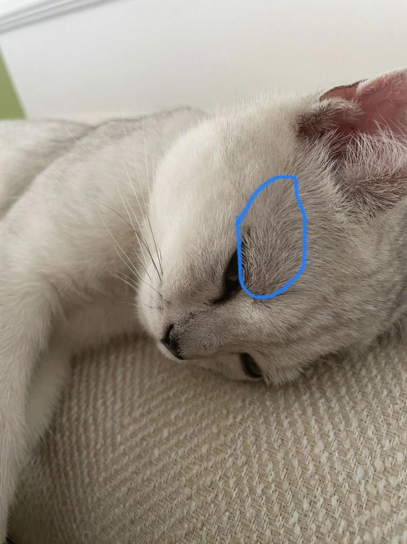 猫咪眼睛上面的毛秃了,猫咪眼睛上面的毛秃了有红点?-第5张图片-后鲨宠物 猫咪眼睛上面的毛秃了,猫咪眼睛上面的毛秃了有红点?-第5张图片-后鲨宠物