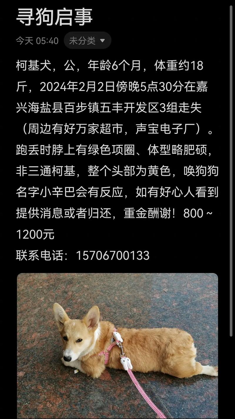 狗狗不见了可以报警吗,狗狗不见了可以报警吗农村?-第2张图片-后鲨宠物 狗狗不见了可以报警吗,狗狗不见了可以报警吗农村?-第2张图片-后鲨宠物