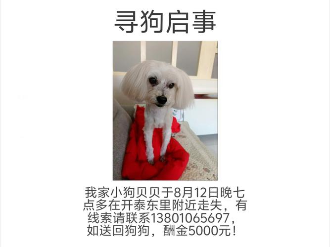 狗狗不见了可以报警吗,狗狗不见了可以报警吗农村?-第4张图片-后鲨宠物 狗狗不见了可以报警吗,狗狗不见了可以报警吗农村?-第4张图片-后鲨宠物