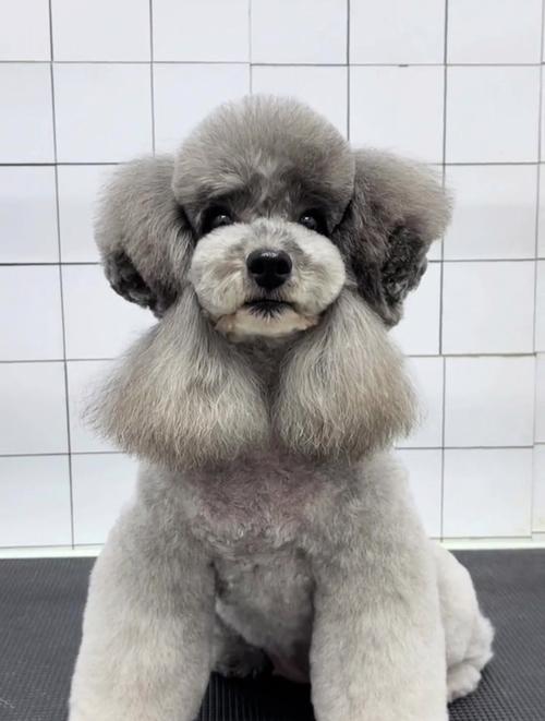 冬天可以给狗狗剃毛吗,冬天可以给狗狗剃毛吗女生?-第1张图片-后鲨宠物 冬天可以给狗狗剃毛吗,冬天可以给狗狗剃毛吗女生?-第1张图片-后鲨宠物