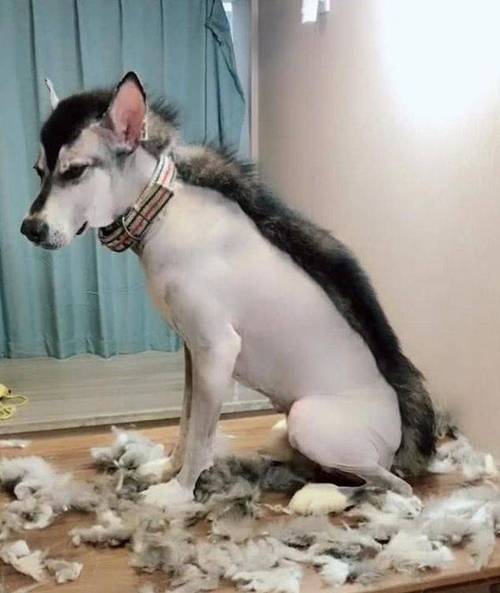 冬天可以给狗狗剃毛吗,冬天可以给狗狗剃毛吗女生?-第4张图片-后鲨宠物 冬天可以给狗狗剃毛吗,冬天可以给狗狗剃毛吗女生?-第4张图片-后鲨宠物