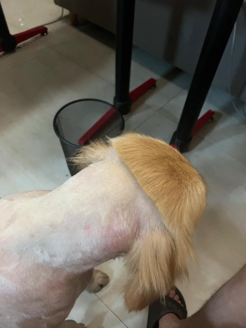 冬天可以给狗狗剃毛吗,冬天可以给狗狗剃毛吗女生?-第3张图片-后鲨宠物 冬天可以给狗狗剃毛吗,冬天可以给狗狗剃毛吗女生?-第3张图片-后鲨宠物