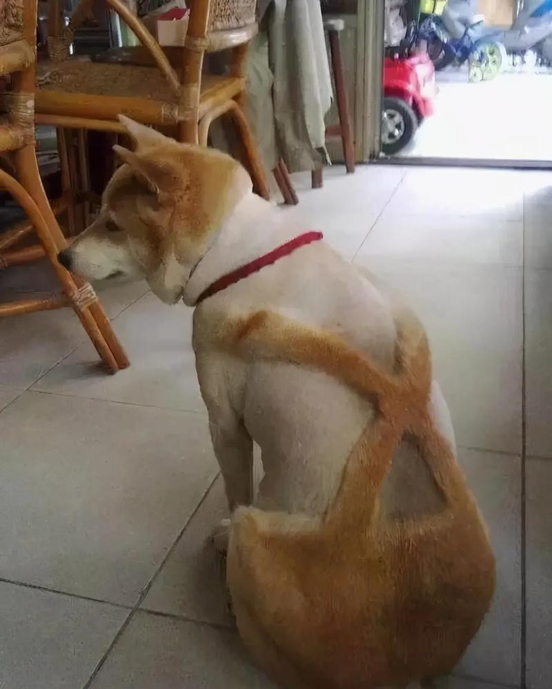 冬天可以给狗狗剃毛吗,冬天可以给狗狗剃毛吗女生?-第5张图片-后鲨宠物 冬天可以给狗狗剃毛吗,冬天可以给狗狗剃毛吗女生?-第5张图片-后鲨宠物