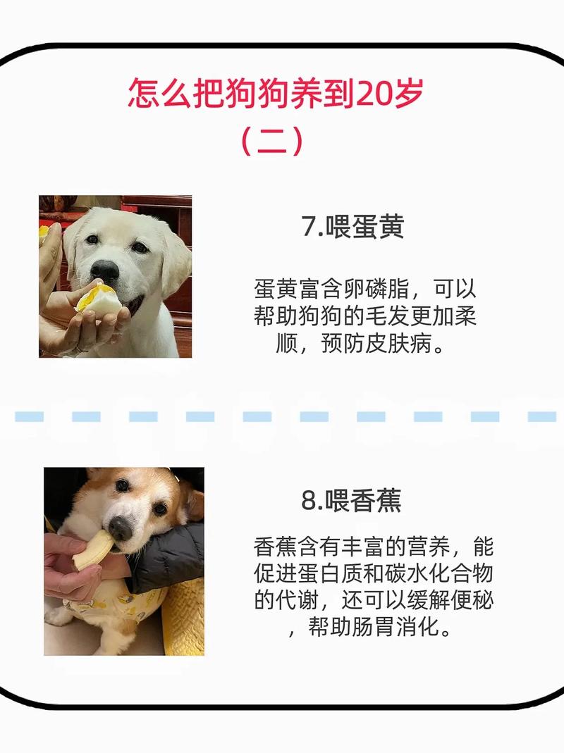 狗狗蛋黄怎么吃,狗狗蛋黄吃多了会不会上火?-第3张图片-后鲨宠物 狗狗蛋黄怎么吃,狗狗蛋黄吃多了会不会上火?-第3张图片-后鲨宠物