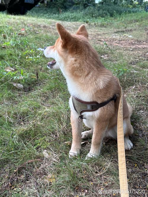 狗狗胆小发抖怎么办_狗胆小哆嗦-第3张图片-后鲨宠物