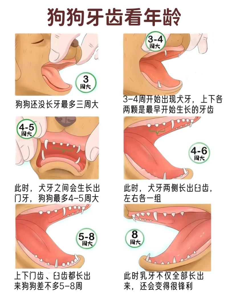 看狗狗牙齿判断年龄_如何根据狗狗牙齿判断年龄-第4张图片-后鲨宠物 看狗狗牙齿判断年龄_如何根据狗狗牙齿判断年龄-第4张图片-后鲨宠物