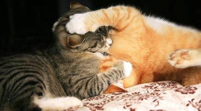 猫咪发情难受吗,猫发了情不管可以吗?-第3张图片-后鲨宠物 猫咪发情难受吗,猫发了情不管可以吗?-第3张图片-后鲨宠物