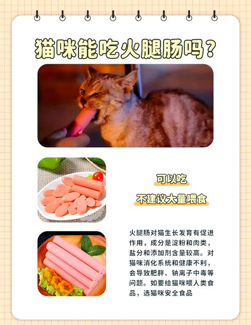 小猫咪能吃火腿肠吗,小猫可以吃火腿肠-第3张图片-后鲨宠物 小猫咪能吃火腿肠吗,小猫可以吃火腿肠-第3张图片-后鲨宠物