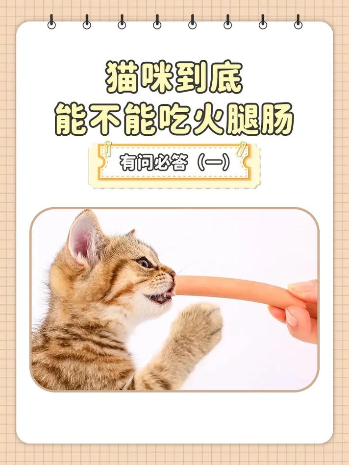小猫咪能吃火腿肠吗,小猫可以吃火腿肠-第4张图片-后鲨宠物 小猫咪能吃火腿肠吗,小猫可以吃火腿肠-第4张图片-后鲨宠物