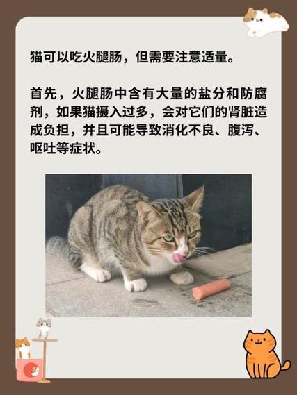小猫咪能吃火腿肠吗,小猫可以吃火腿肠-第6张图片-后鲨宠物 小猫咪能吃火腿肠吗,小猫可以吃火腿肠-第6张图片-后鲨宠物