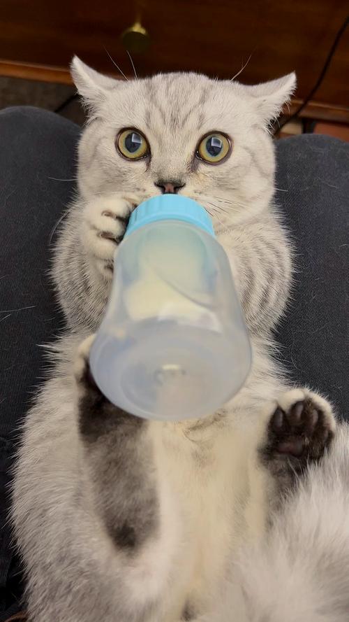 小猫咪可以喝纯牛奶吗,小猫咪可以喝纯牛奶吗一天几次-第4张图片-后鲨宠物 小猫咪可以喝纯牛奶吗,小猫咪可以喝纯牛奶吗一天几次-第4张图片-后鲨宠物