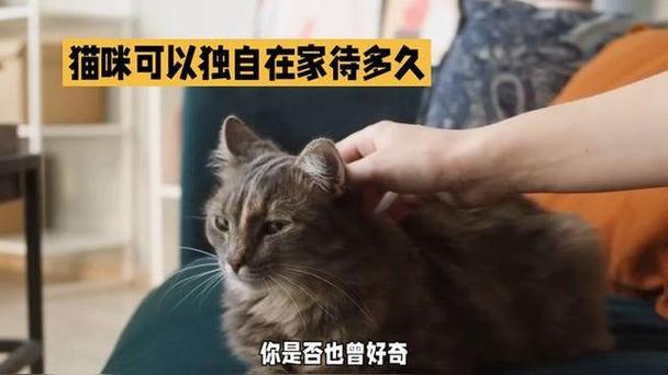 猫咪可以独自在家几天_猫咪独自在家几天反应很大-第2张图片-后鲨宠物 猫咪可以独自在家几天_猫咪独自在家几天反应很大-第2张图片-后鲨宠物