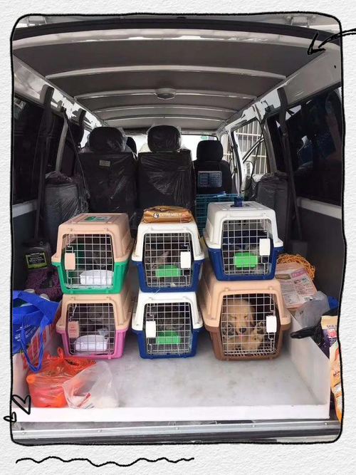 狗狗可以邮寄吗,小狗可以邮寄吗?-第3张图片-后鲨宠物 狗狗可以邮寄吗,小狗可以邮寄吗?-第3张图片-后鲨宠物