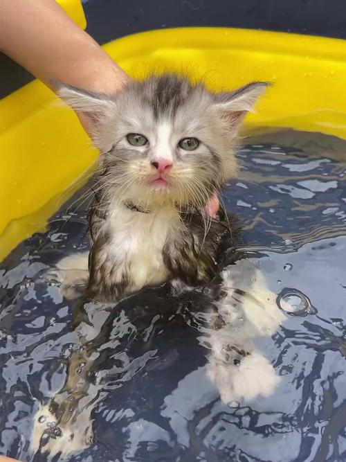 猫咪两个月可以洗澡吗,猫咪俩个月可以洗澡吗?-第1张图片-后鲨宠物 猫咪两个月可以洗澡吗,猫咪俩个月可以洗澡吗?-第1张图片-后鲨宠物
