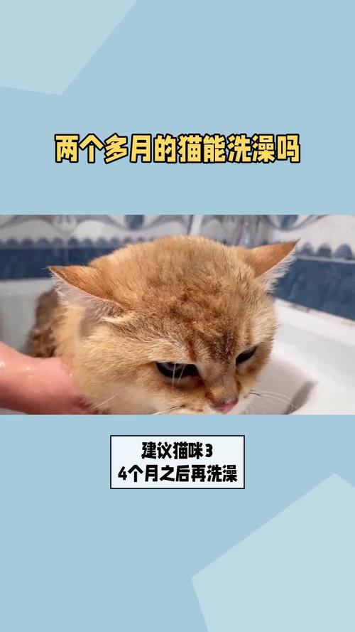 猫咪两个月可以洗澡吗,猫咪俩个月可以洗澡吗?-第3张图片-后鲨宠物 猫咪两个月可以洗澡吗,猫咪俩个月可以洗澡吗?-第3张图片-后鲨宠物